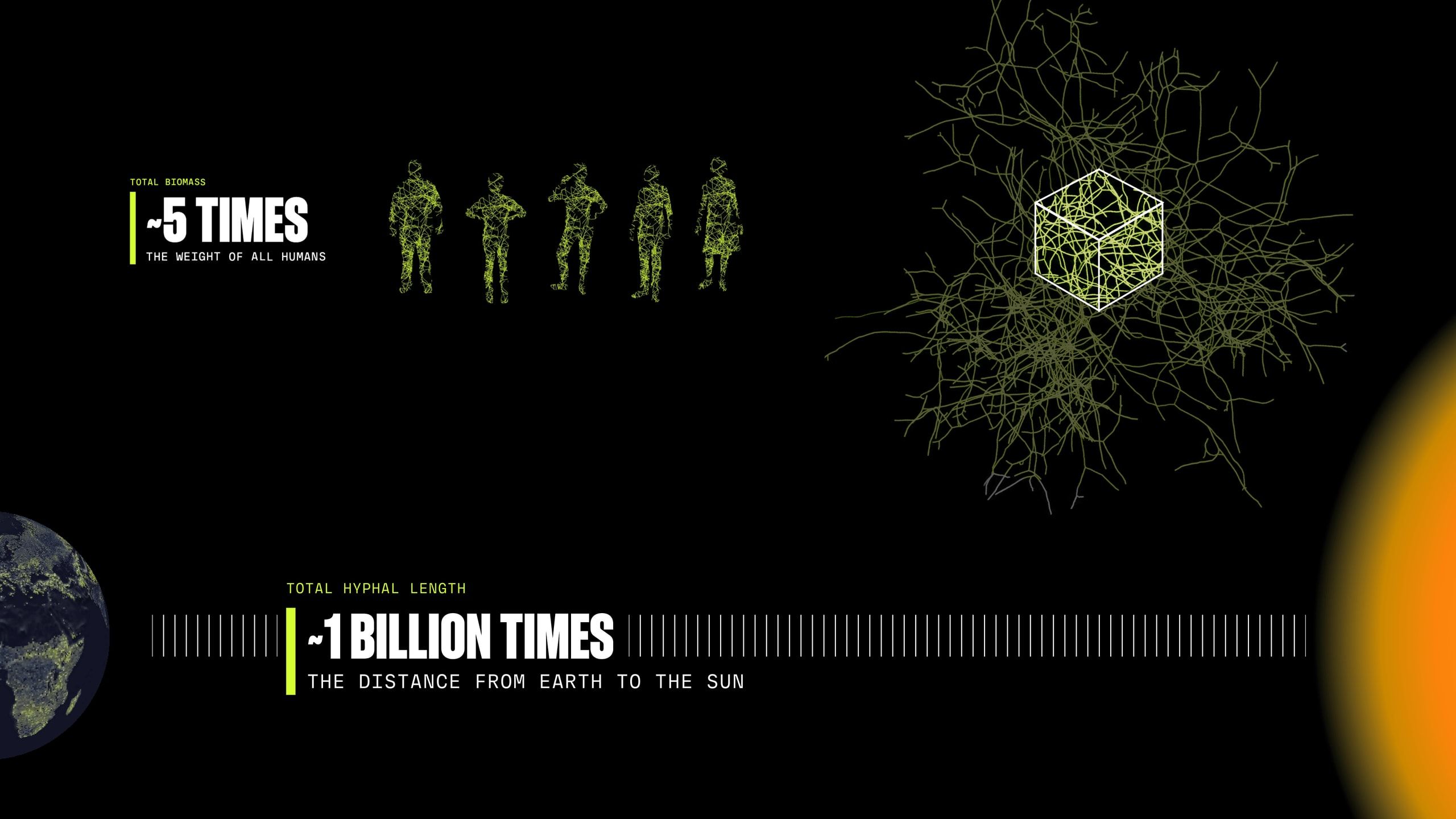 Infographics: AM fungi biomass is roughly 5 times the weight of all humans and total hyphal length about 1 billion times the Earth-Sun distance